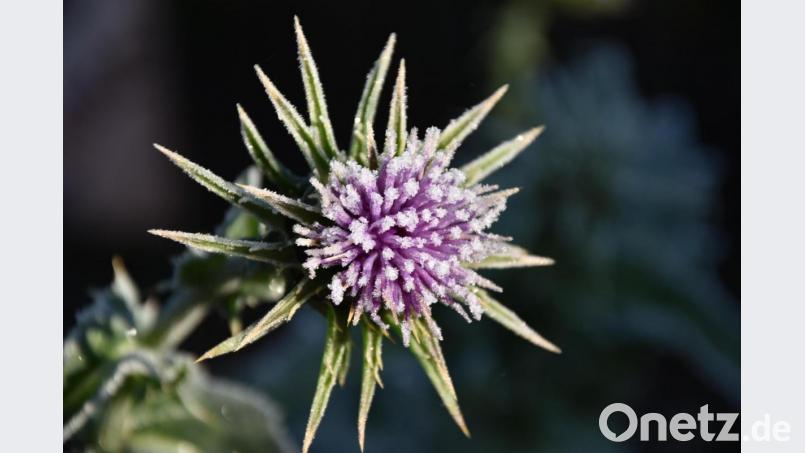 Stachelbewehrt, aber hübsch anzusehen: die Mariendistel. Bild: Umweltstation Abtei Waldsassen