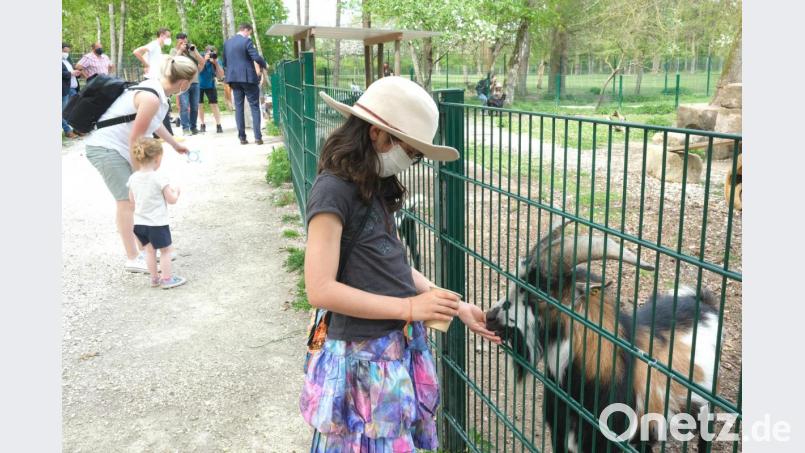 &quot;Ziegen füttern&quot; macht den Kindern immer wieder Spaß. Seit Montag ist das im Tier- und Freizeitpark &quot;Höllohe&quot; wieder möglich. Bild: Hirsch