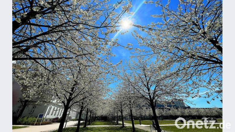 Kirschblüte auf dem Campus der OTH Amberg-Weiden. Bild: Alexander Unger