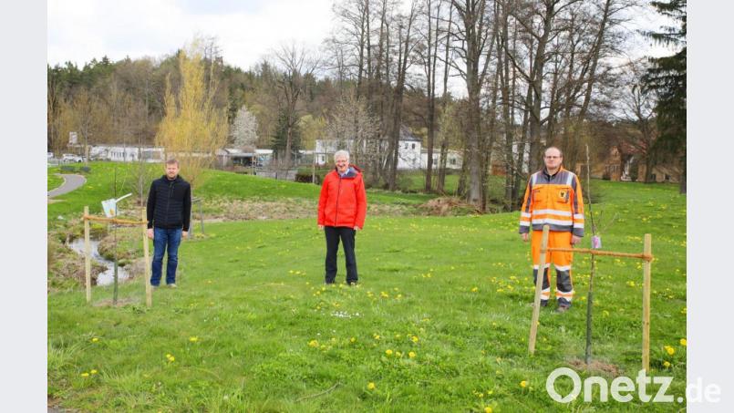 Im Park südlich des Aribo-Hotels an der Südbahnhofstraße setzte der Bauhof die beiden Apfelbäumchen ein. Auf dem Bild Bürgermeister Johannes Reger (Mitte) mit (von links) Technischer Angestellter Markus Meyer und der Mitarbeiter des städtischen Bauhofs, Jörg Hippmann. Bild: njn