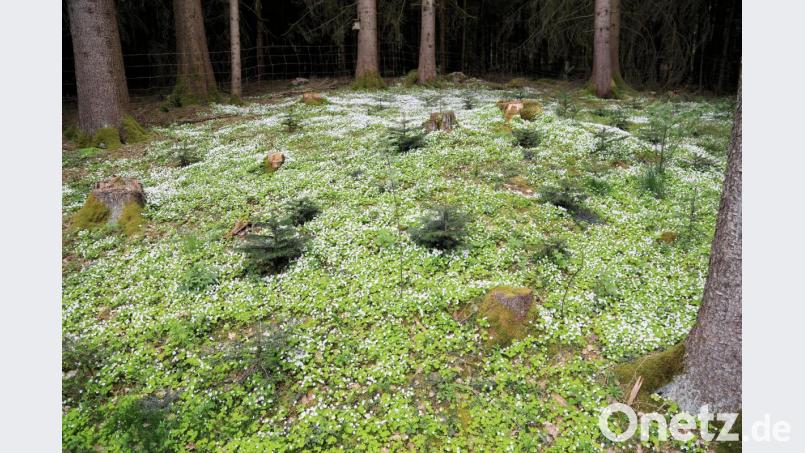 Der Waldsauerklee wächst im Plassenberg bei Gleirisch an der Nordseite. Bild: akp