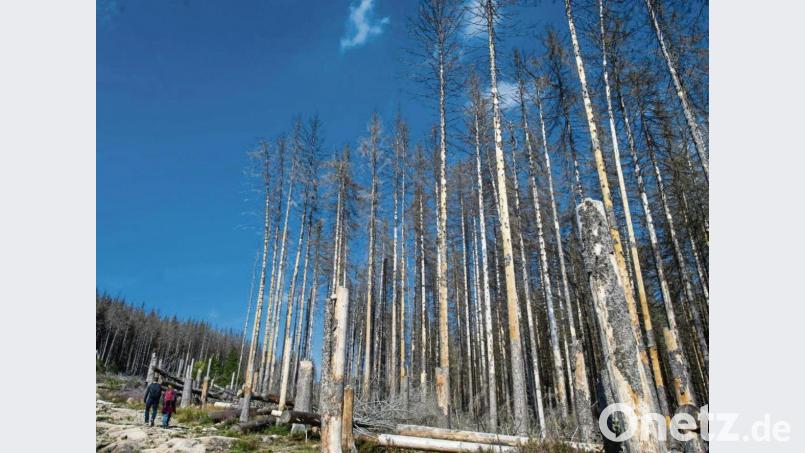 Die Trockenheit und der Borkenkäfer setzten den Wäldern in den vergangenen Jahren massiv zu. Es entstanden große Schäden. Symbolbild: :Dietmar Gabbert/dpa