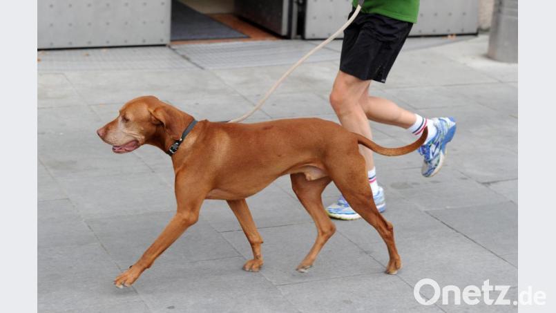 Joggen mit dem Vierbeiner: Lässt sich der Hund leicht motivieren, hat er meist auch Spaß am Sport. Archivbild: Tobias Hase/dpa