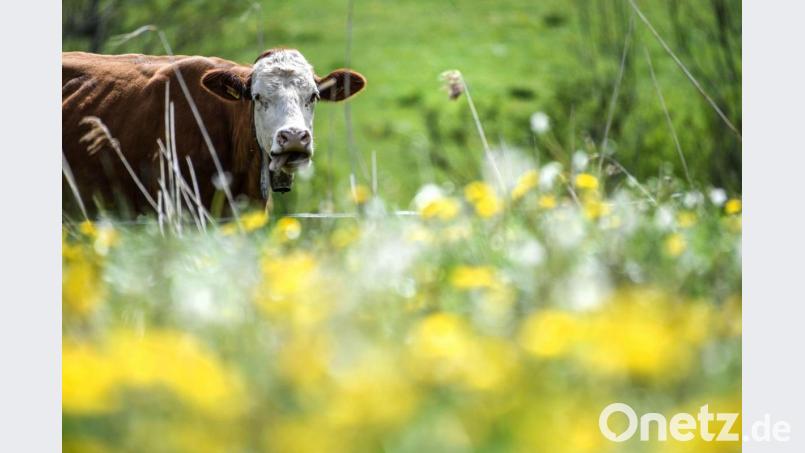 Eine Kuh steht auf einer Weide. Bild: Felix Kästle/dpa