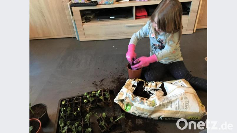 Hokkaido-Kürbispflänzchen züchten Nele und Nicole Reichert heran, um den Verein der Kinderkrebshilfe in der Region Oberpfalz Nord zu unterstützen Bild: do