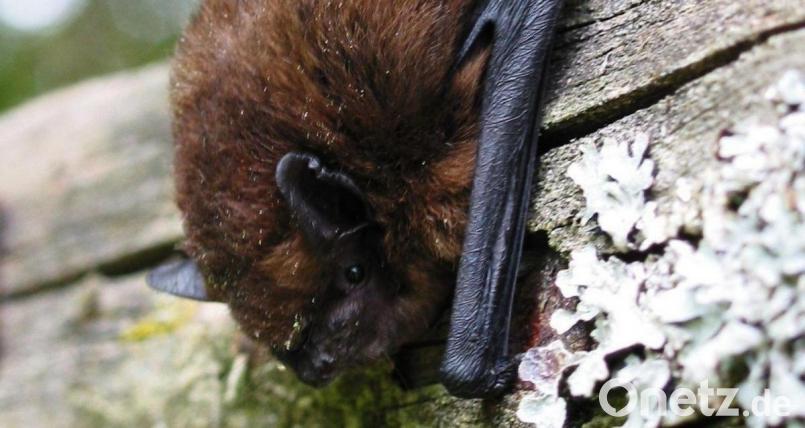 3,5 bis 7 Gramm wiegt eine Zwergfledermaus. Bild: Rudi Leitl/exb