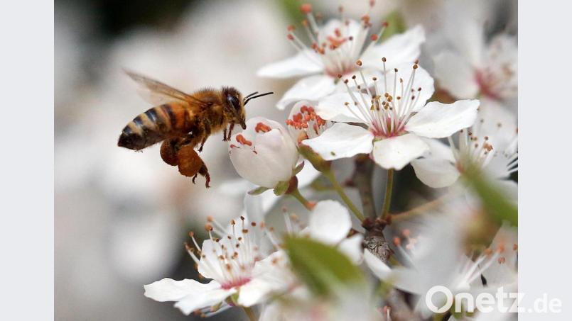 Eine Honigbiene fliegt mit prallen &quot;Höschen&quot; voller Pollen die Blüten eines Mirabellenbaumes an. Imkervereinsvorsitzender Klaus Schmidt aus Erbendorf sorgt sich um die Bienenvölker. Durch die kalte Witterung und Temperaturschwankungen hinke die Entwicklung der Insekten hinterher. Bild: Wolfgang Kumm/dpa