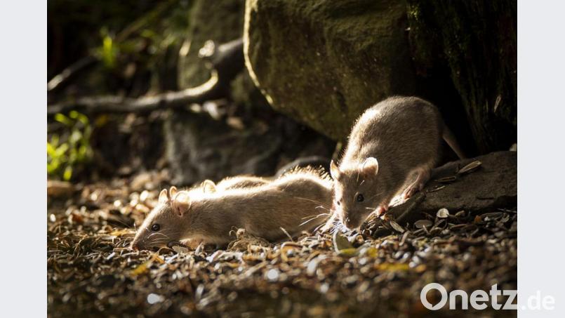Ratten könnten unter einem Weidener gelitten haben. Bild: Danny Lawson/dpa