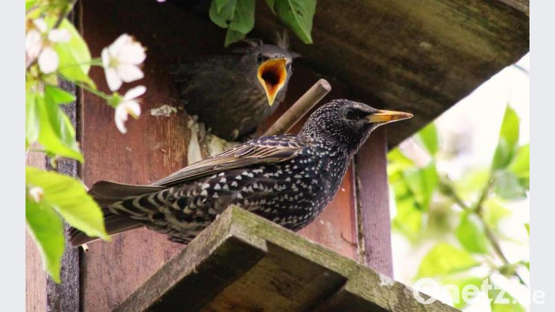 Ein Jung-Star blockiert das Abflugterminal. "Los, flieg endlich!", pfeift ihm eines seiner Geschwister zu. Bild: ind