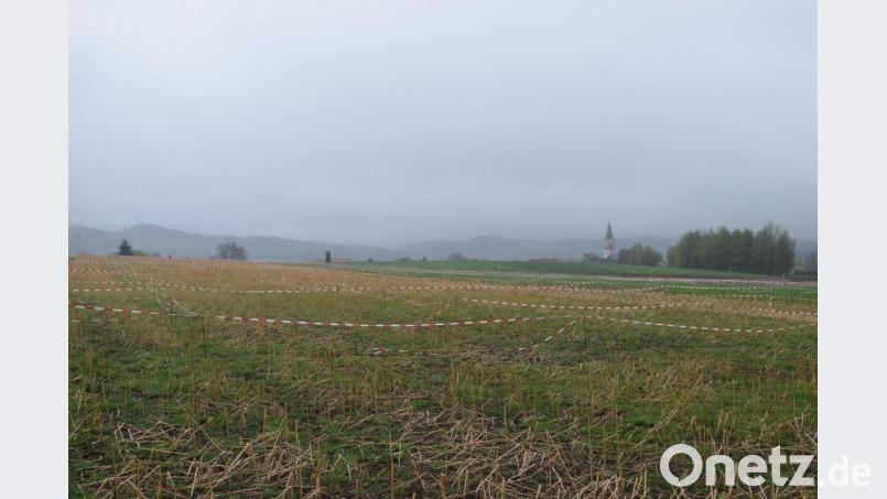 Der Stadtrat Bärnau beschloss in seiner Sitzung am Mittwochabend, dass in Sachen Ziegler-Ansiedelung „Am langen Rain“ ein Ratsbegehren durchgeführt wird. Die Bürger stimmen am 20. Juni darüber ab, ob die Bauleitplanung fortgeführt wird oder nicht. Die rund 12 Hektar großen Fläche gehört dem Unternehmen bereits. Absperrbänder sollen dort die Feldlerche vom Nestbau abhalten. Bild: szl