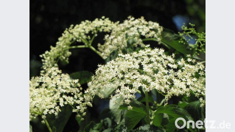 Der Holunder (sambucus nigra) gehört zur Familie der Geißblattgewächse. Archivbild: myd