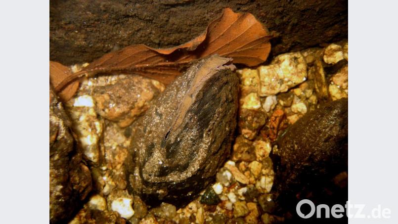 Die Flussperlmuschel gehört zur Gruppe der Weichtiere und kann ein Alter von über 100 Jahren erreichen. Bild: Robert Mertl/exb