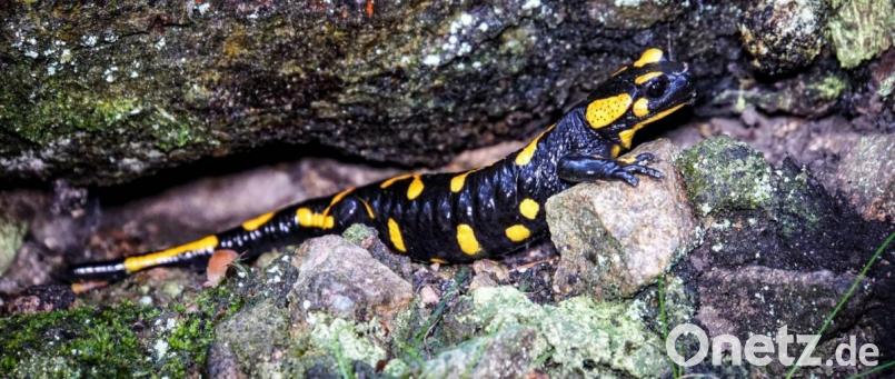 Feuersalamander lieben feuchte Laub- und Mischwälder, Nadelwälder meiden sie. Bild: Markus Raum