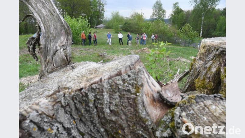 Bereits abgeholzt ist die Fläche für den neuen Wasserhochbehälter in direkter Nachbarschaft an die bisherigen unterirdischen Becken. Bild: Gabi Schönberger