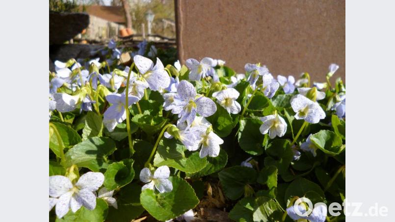 Veilchen in ihrer üppigen Pracht kündigen im Kräutergarten den Frühling an. Bild: ads