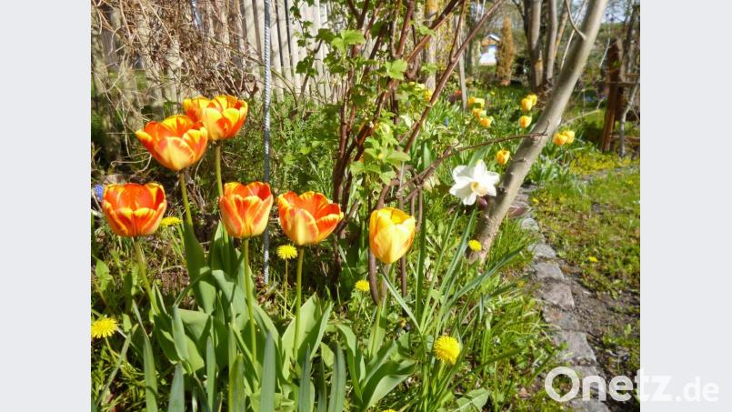 Die Frühlingsblumen in ihrer farbenprächtigen Vielfalt läuten die Kräutergartensaison ein. Bild: ads