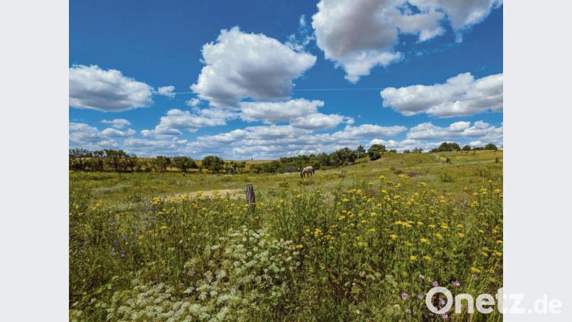 Weide mit Wildblumen und Pferden: Im Nationalpark Unteres Odertal wartet weitgehend sich selbst überlassene Natur. Bild: Patrick Pleul/dpa