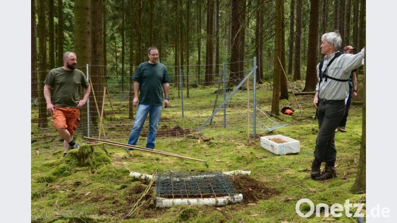 Zum Schutz des Saatgutes gibt es zwei Möglichkeiten: Die Saatflächen einzäunen (im Hintergrund) oder mit einem Maschendrahtzaun überdecken und die Stelle mit Baumstämmen abgrenzen. Forstdirektor Gerhard Hösl (rechts) erläutert Bastian Träger von der Forstbetriebsgemeinschaft Neustadt/Nord (links) und Josef Maier von der Waldbesitzervereinigung Eslarn-Vohenstrauß Einzelheiten. Bild: bey