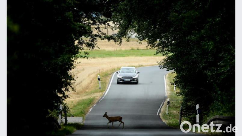 Wildunfälle machen das Gros der Unfälle im Bereich der Polizeiinspektion Nabburg aus. 541 waren es im vergangenen Jahr. Symbolbild: Arne Dedert/dpa