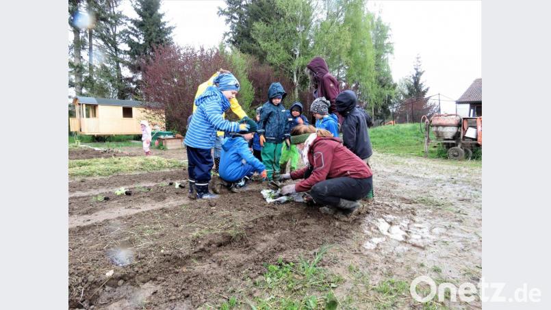 Sorgsam werden die Pflänzchen in die Erde gesteckt. Bild: ubb