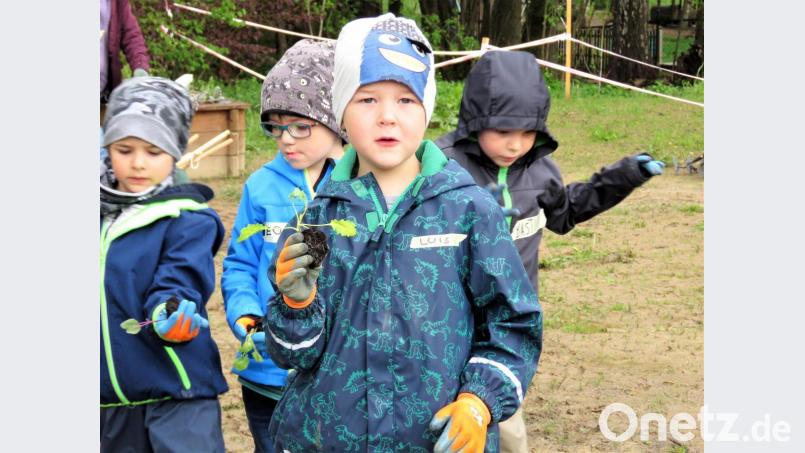 Der kleine Luis erklärt stolz, dass er jetzt einen Kohlrabi pflanzen wird. Bild: ubb