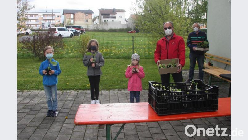 Kürbispflanzen-Ausgabe: Die Jungpflanzen überreichten (von rechts) Gerhard Robl und der Vorsitzende der Wiesauer Siedlergemeinschaft, Reimund Frech. Bild: wro