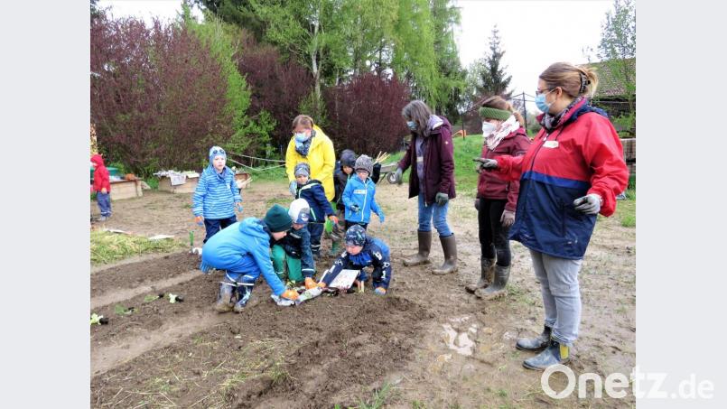 Martina Zeitler (vorne rechts) ist sehr stolz auf ihre Kinder, die schon am ersten Pflanztag mit eifrigem Ernst bei der Sache sind. Bild: ubb