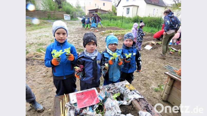 Die vier kleinen Gemüsebauern haben sich neue Pflänzchen geholt zum Bepflanzen der Beete. Die Buben und Mädchen sind mit viel Freude an der Arbeit. Bild: ubb