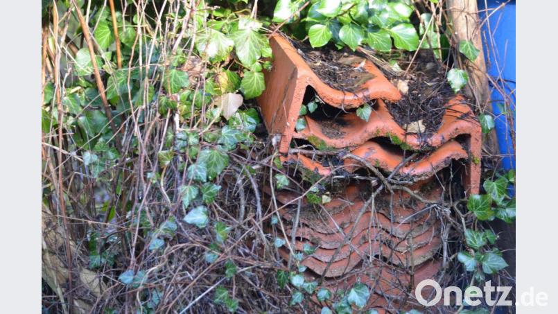 In einer Gartenecke vergessene und von Efeu überwucherte Dachziegel: ein Kleinbiotop. Bild: Wolfgang Benkhardt