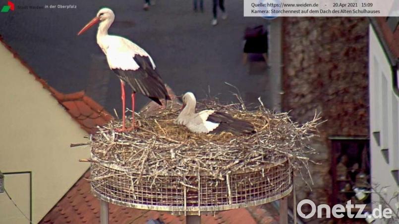 Ein Storch wacht, der andere brütet was aus: Das ist aktuell die Lage im Horst auf dem Alten Schulhaus. Bild: Webcam Stadt Weiden