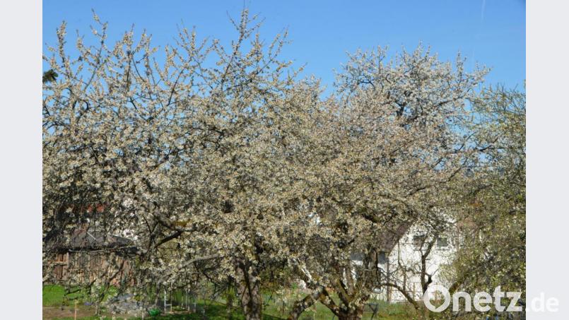 Dieser Kirschbaum ist schon um einiges älter, aber ein Unbekannter hat in Tirschenreuth ein jüngeres Exemplar eines Kirschbaums gefällt. Symbolbild: dob
