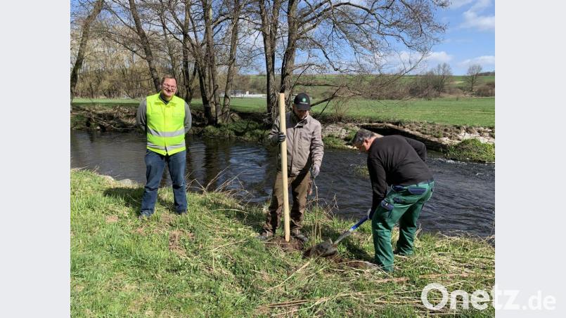 Christian Motz (Sachgebietsleiter Gewässerentwicklung), Florian Völkl und Johann Bäumler (beide Flussmeisterstelle Weiden) beim Anpflanzen Bild: WWA Weiden/exb