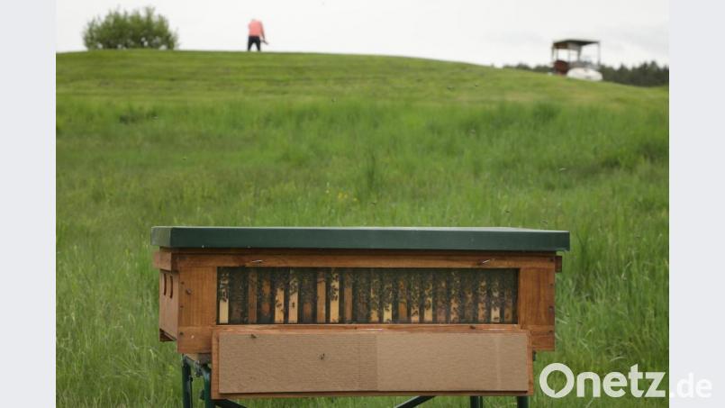 Der Golfplatz Schwanhof hat unter anderem für seine Bienenvölker und Insektenhotels das Zertifikat &quot;Blühender Golfplatz&quot; erhalten. Bild: Wolfgang Steinbacher