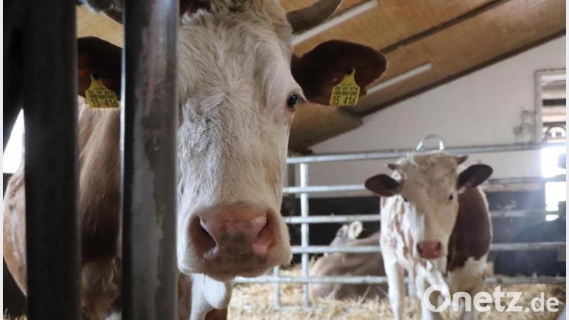 Mehr Freiheit für Bayerns Kühe: Der Freistaat will aus der ganzjährigen Anbindehaltung aussteigen. Symbolbild: vlu