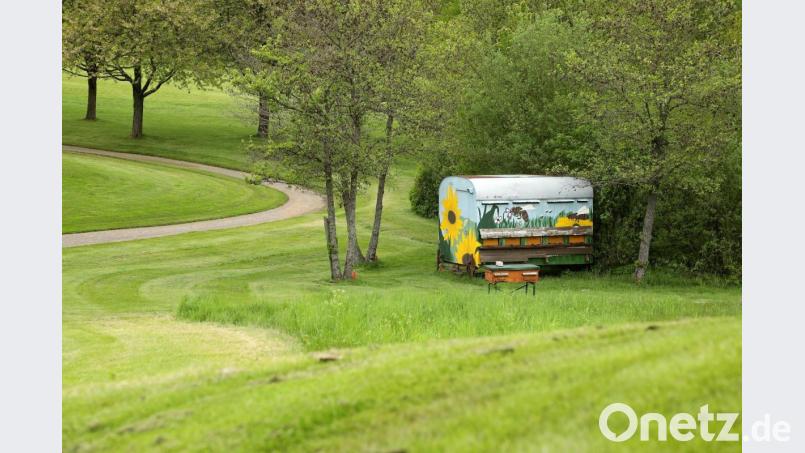 Der Golfplatz Schwanhof hat auch für seien Bienenvölker das Zertifikat &quot;Blühender Golfplatz&quot; erhalten. Bild: Wolfgang Steinbacher