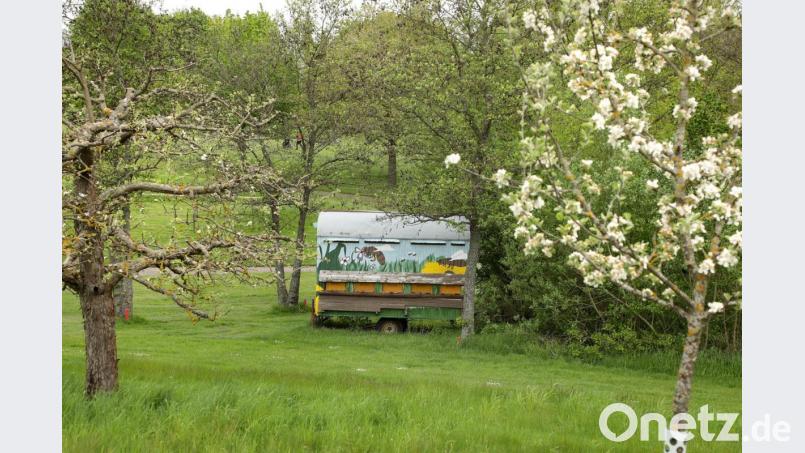 Derzeit blühen die Bäume, demnächst sollen es auch die Blumen am Golfplatz Schwanhof seni, der das Zertifikat &quot;Blühender Golfplatz&quot; erhalten hat. Bild: Wolfgang Steinbacher