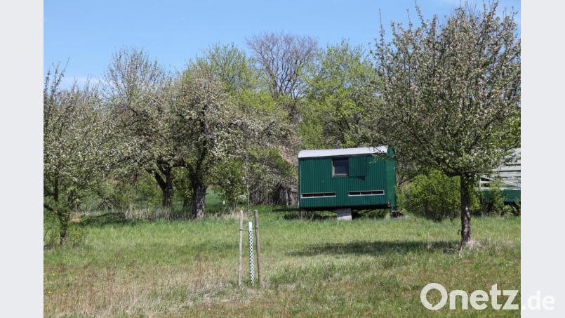 Auf dieser Streuobstwiese bei Tännesberg steht ganz im Sinne der Biodiversität auch ein Bienenhaus. Bild: Florian Lang/exb