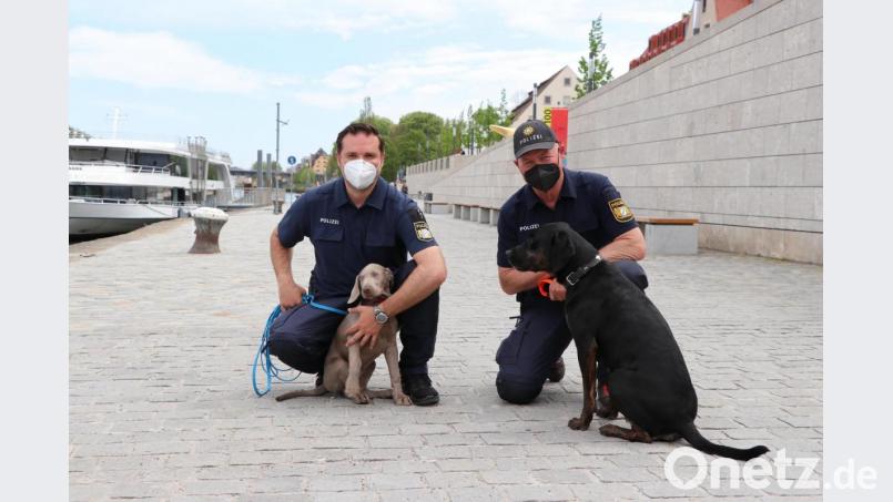 Polizeihauptmeister Michael Dirscherl (links) mit Weimaranerin Lilly und Polizeihauptkommissar Bernhard Meyerhofer (rechts) mit Louisiana Catahoula Leopard Sesto gehen für das Training in die Regensburger Innenstadt. Bild: Vanessa Gewehr/exb