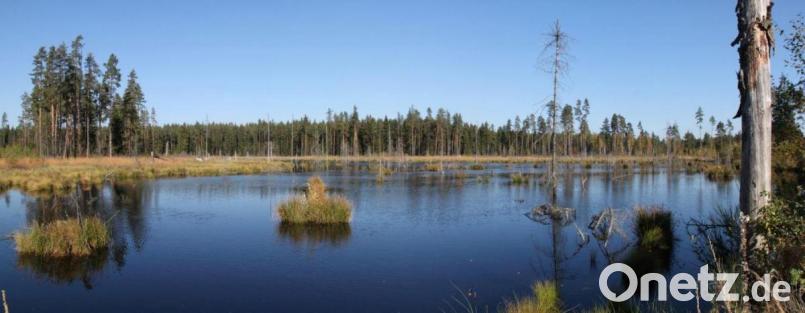 Große Teile des mehr als 3000 Hektar umfassenden Bundesnaturschutz-Großprojektes Waldnaabaue gehören zum europäischen FFH-Schutzgebiet. Archivbild: tr