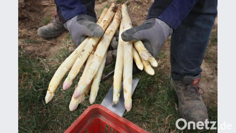 In der ersten Hälfte der Saison, die noch bis zum 24. Juni geht, blieben die Spargel-Erträge hinter den Vorjahren zurück. Bild: Karl-Josef Hildenbrand