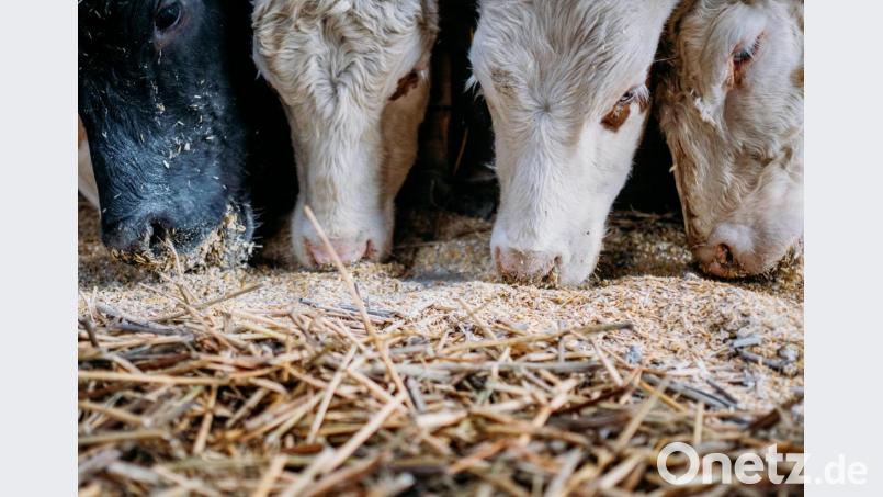 150 Rinder sterben auf einem Hof. Der Landwirt hat die Tiere möglicherweise schon länger vernachlässigt. Symbolbild: Fabian Sommer