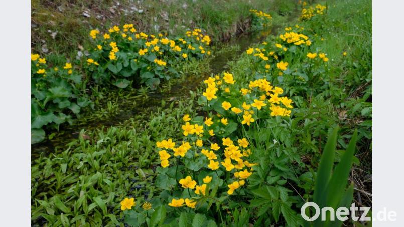 Etwas versteckt im sumpfigen Gelände erfreuen die Sumpfdotterblumen die Naturfreunde Bild: do