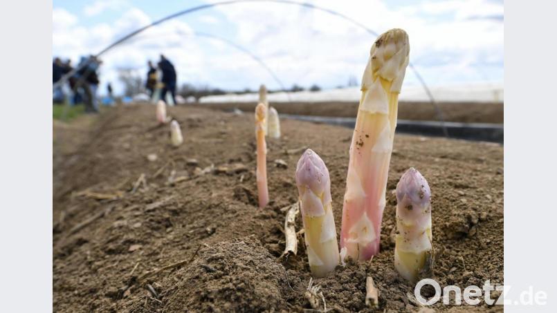 Spargelstangen stehen auf einem Feld. Symbolbild: Martin Schutt/dpa