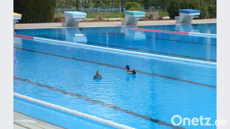 Ein Entenpaar hat kürzlich einige Runden im Schwimmerbecken des Mitterteicher Freibads gedreht. Bild: wmr