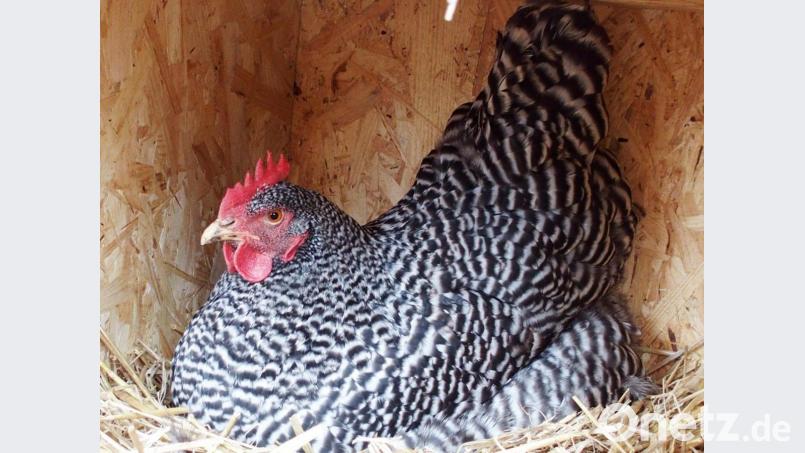 Amrock-Huhn bei der Arbeit. Bild: Gabi Zaus