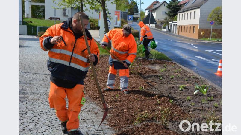 Mit Rindenmulch wurden die neu gesetzten Pflanzen fachgerecht abgedeckt. Bild: jr