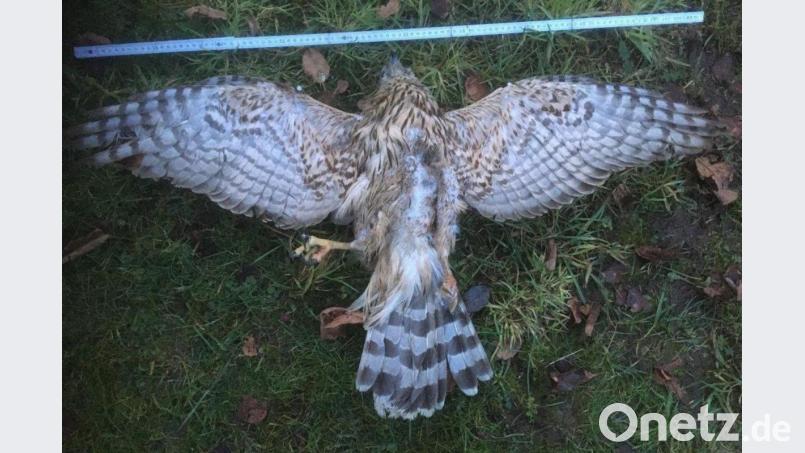 Ein Habicht und ein Mäusebussard wurden tot in einem Waldstück bei Schwarzhofen entdeckt. Ein toxikologisches Gutachten bestätigt: Sie wurden mit Carbofuran vergiftet. Bild: Herbert Ippisch/exb