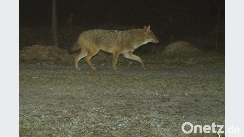 Ein Goldschakal streift nachts durch einen Wildpark. Archivbild: Nationalpark Bayerischer Wald