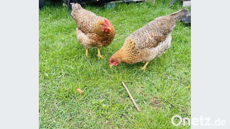 Das Bielefelder Kennhuhn: kein Turbohuhn, aber ein erstklassiges Zweinutzungshuhn. Bild: Susanne Engelhardt