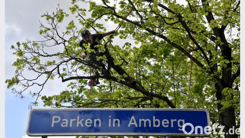 Geparkt wird hier nicht, sondern gearbeitet – an einem ungewöhnlichen Arbeitsplatz, hoch droben in den Bäumen am Altstadt-Ring. Bild: Petra Hartl